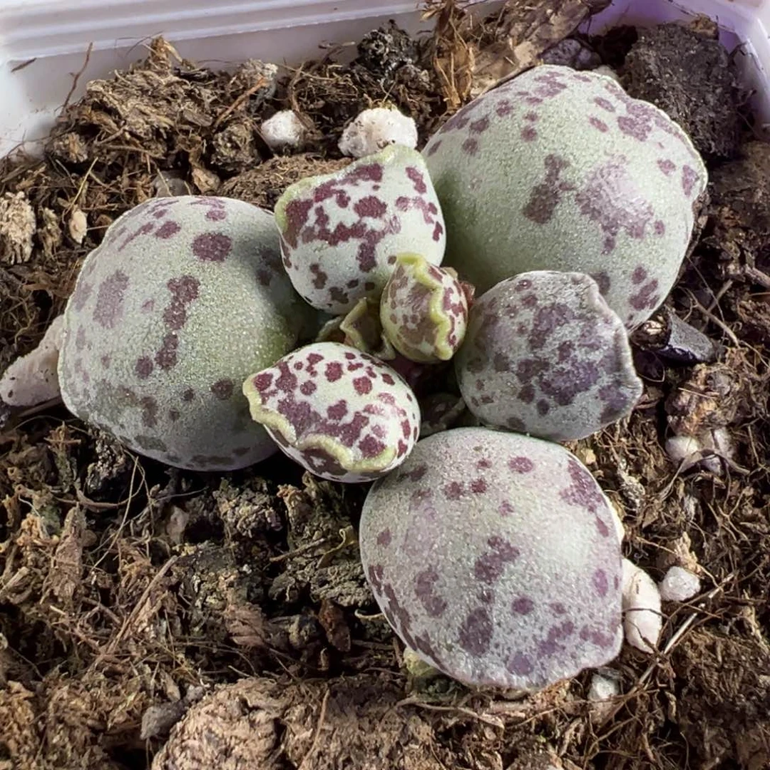 小***子达摩海豹超级胖多肉植物水泡