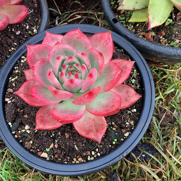 美肉特价活动开始啦