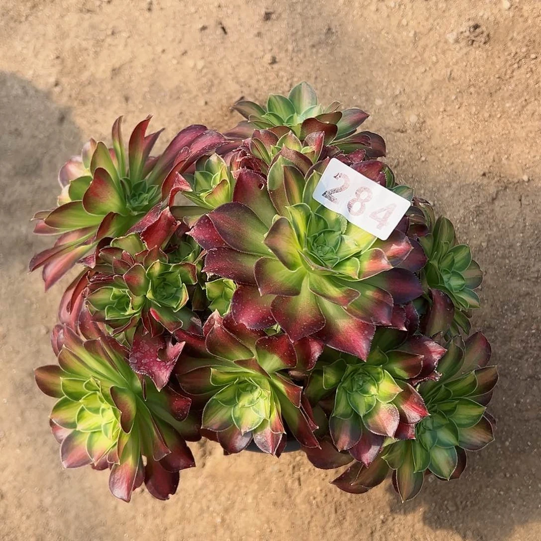 紫砂茶宠韶华老桩284