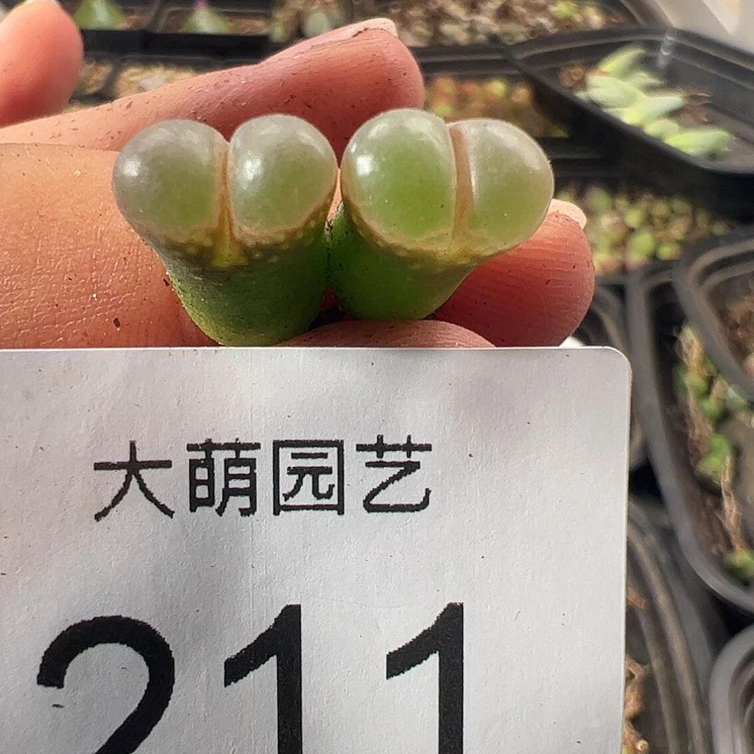 一物一拍。MG1802.1黑眼豆豆211