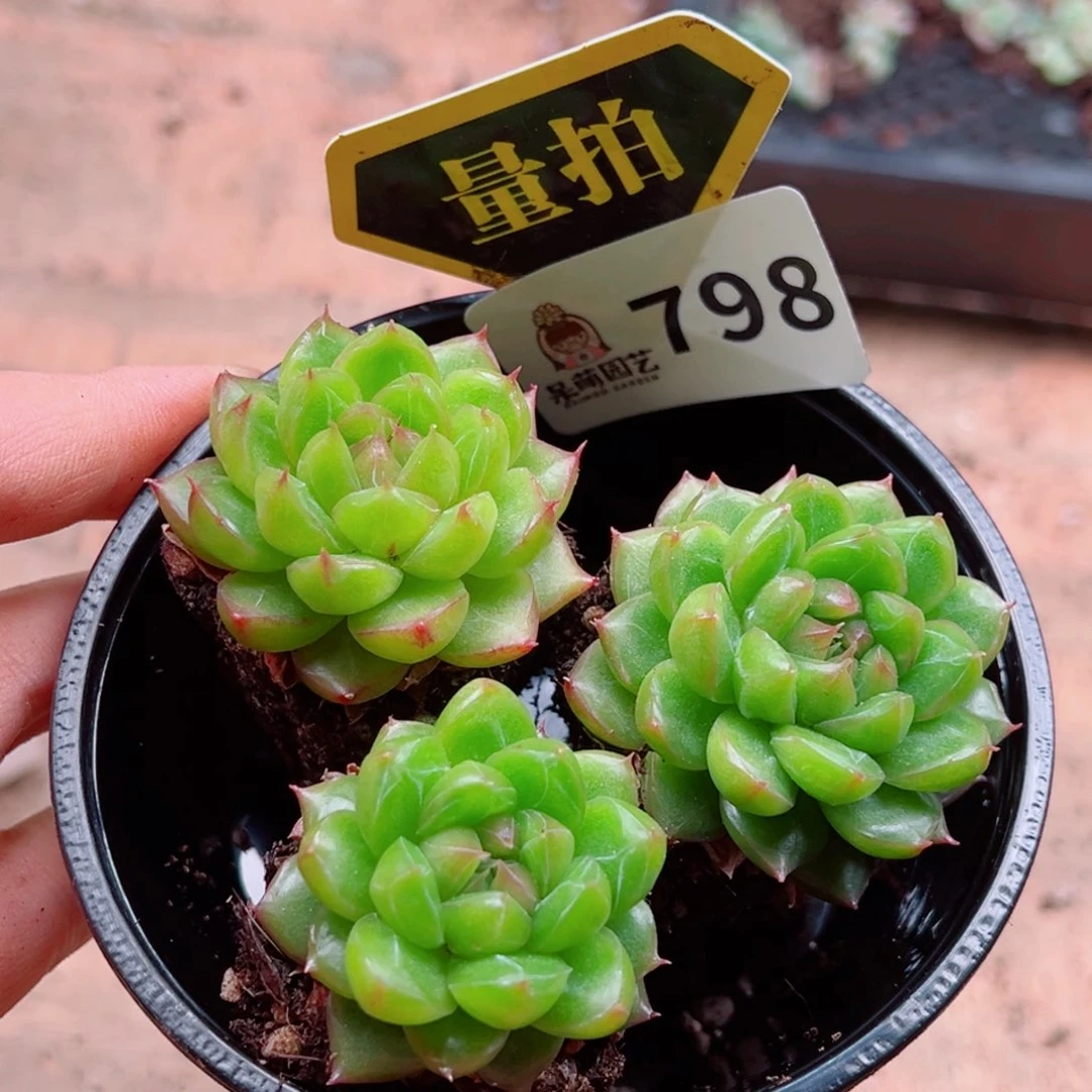 多肉植物多肉植物