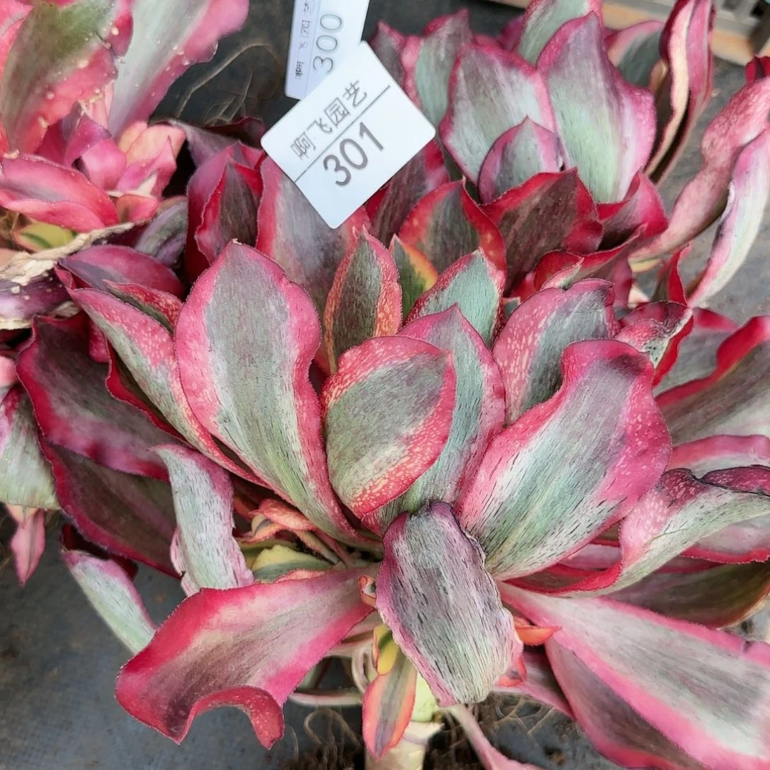 依****嫂301多肉 魅影捧花
