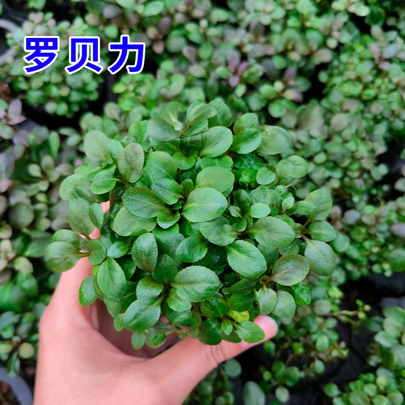 【罗贝利】新手懒人水草入缸成景鱼缸专用水草造景中景草