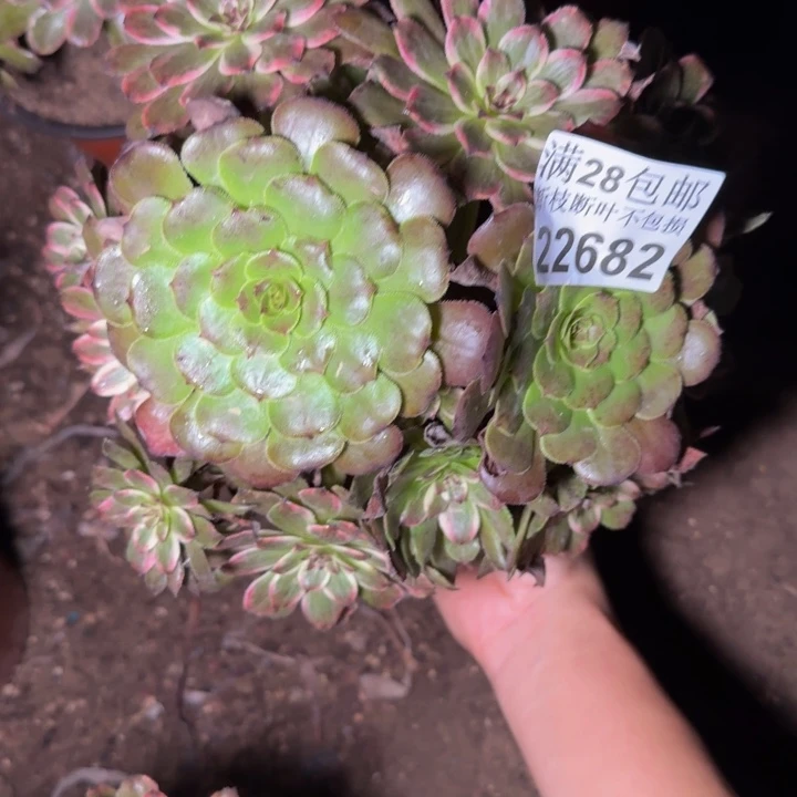 22682紫霞多肉植物