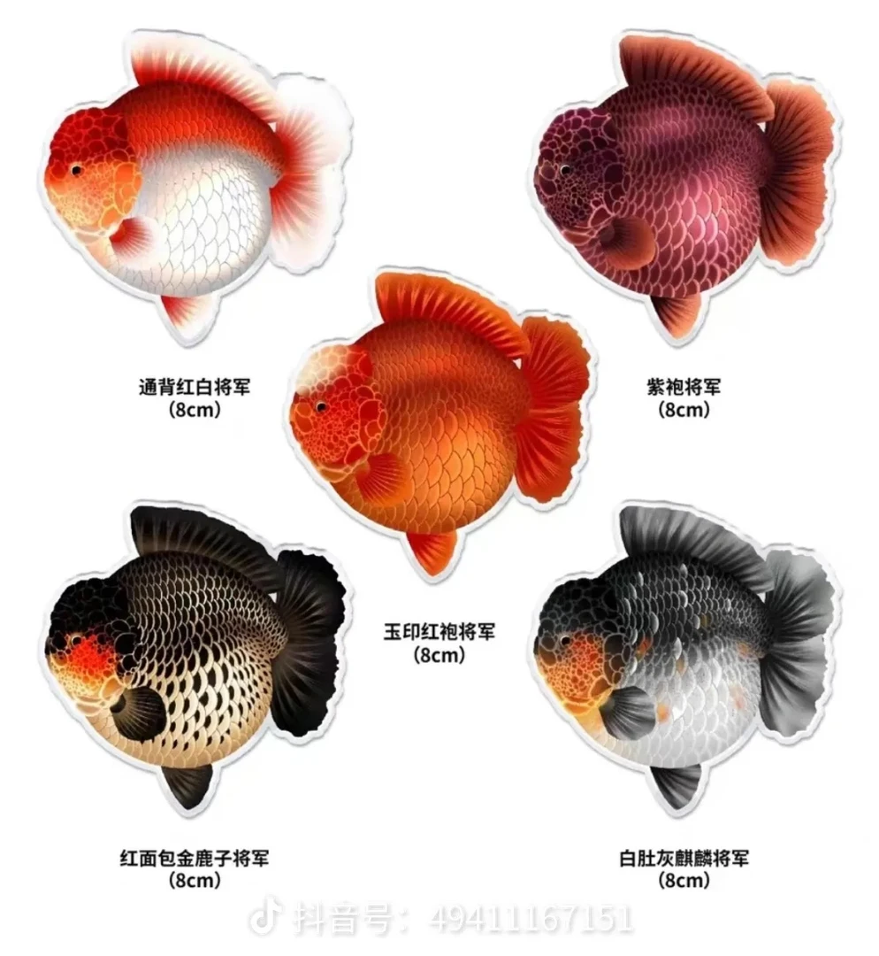 将军孔雀鱼观赏鱼活体（直播链接）