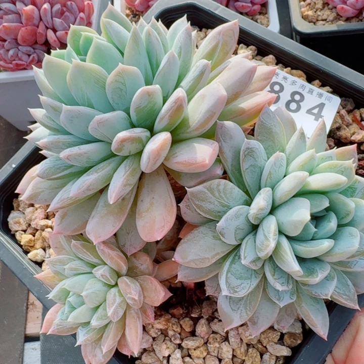 维金斯           精美多肉