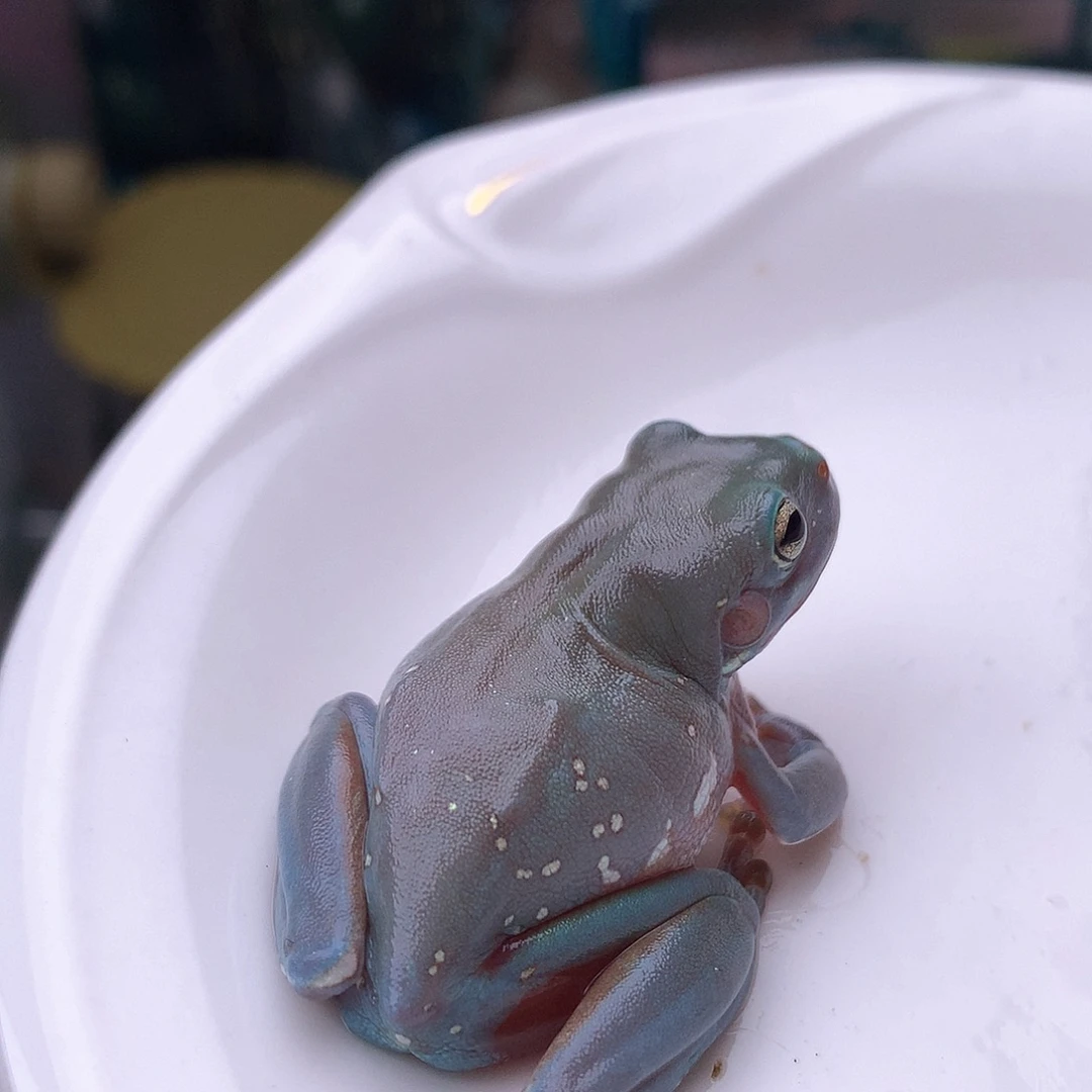 老爷树蛙1号夸张魔鬼蓝！绝美