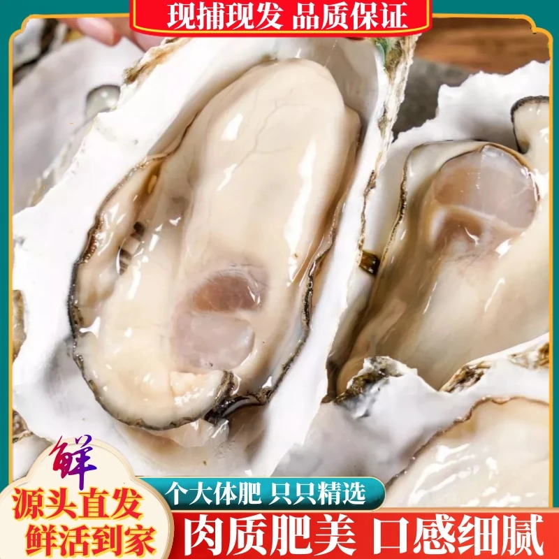 【粉丝】生蚝新鲜海蛎子生鲜贝类5斤 山东连云港两仓发货+刀具