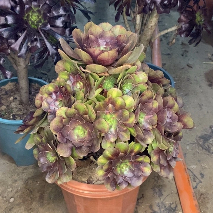 倾城中斑多肉植物44