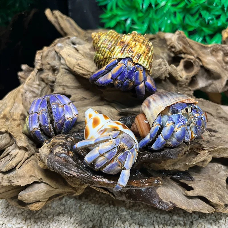 直播间选蟹懒人宠物萌宠寄居蟹（活体售出不退不换）