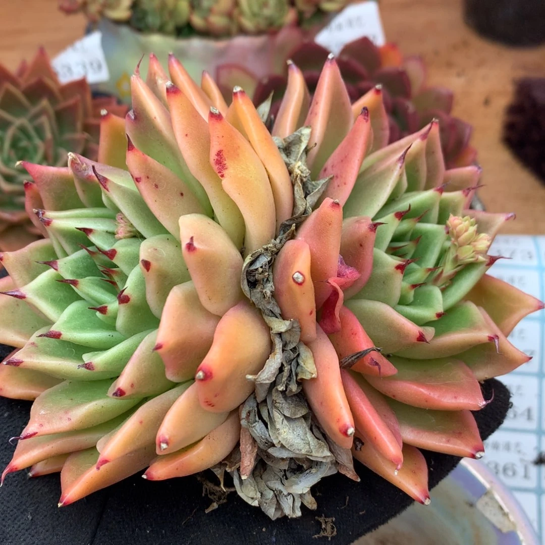 5340杂交多肉植物