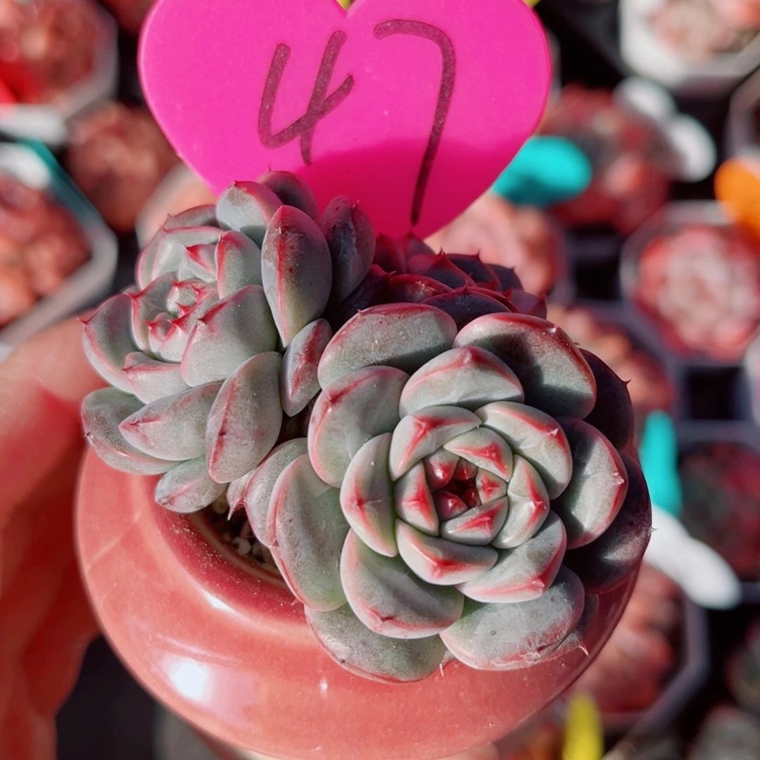 47号小老桩珍妮群