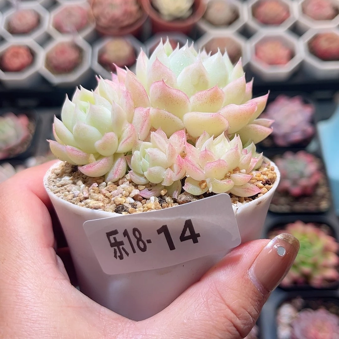 乐18-14 麦秆不包整