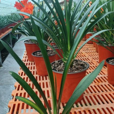 当前无花栽培后可以开花