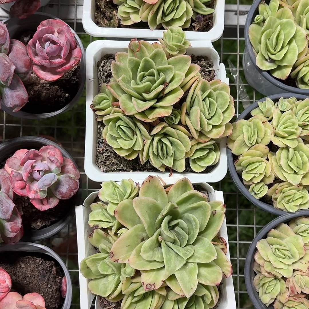 冰玫瑰大群冠幅14-15㎝