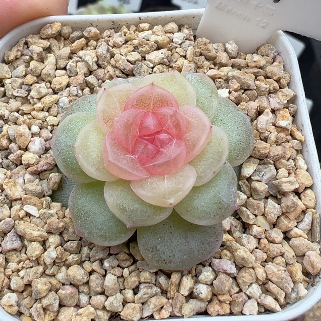 704号风花雪月系列仙音