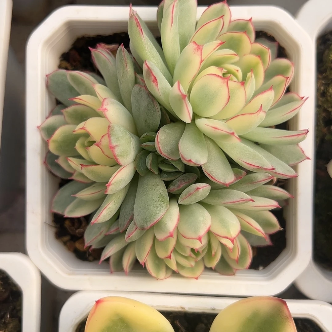 梦幻玫瑰锦群生多肉