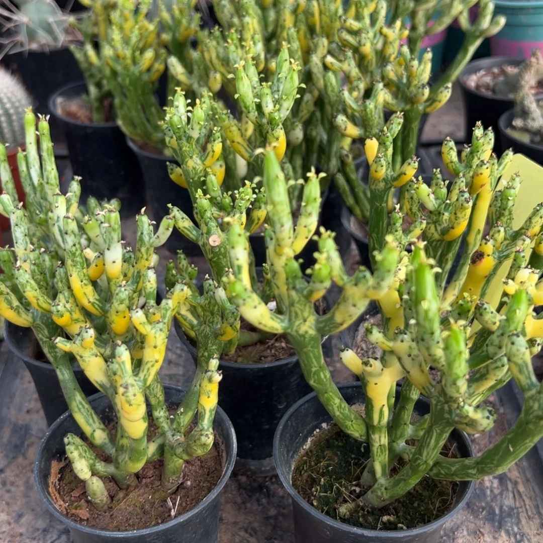 珊瑚树随机一颗。