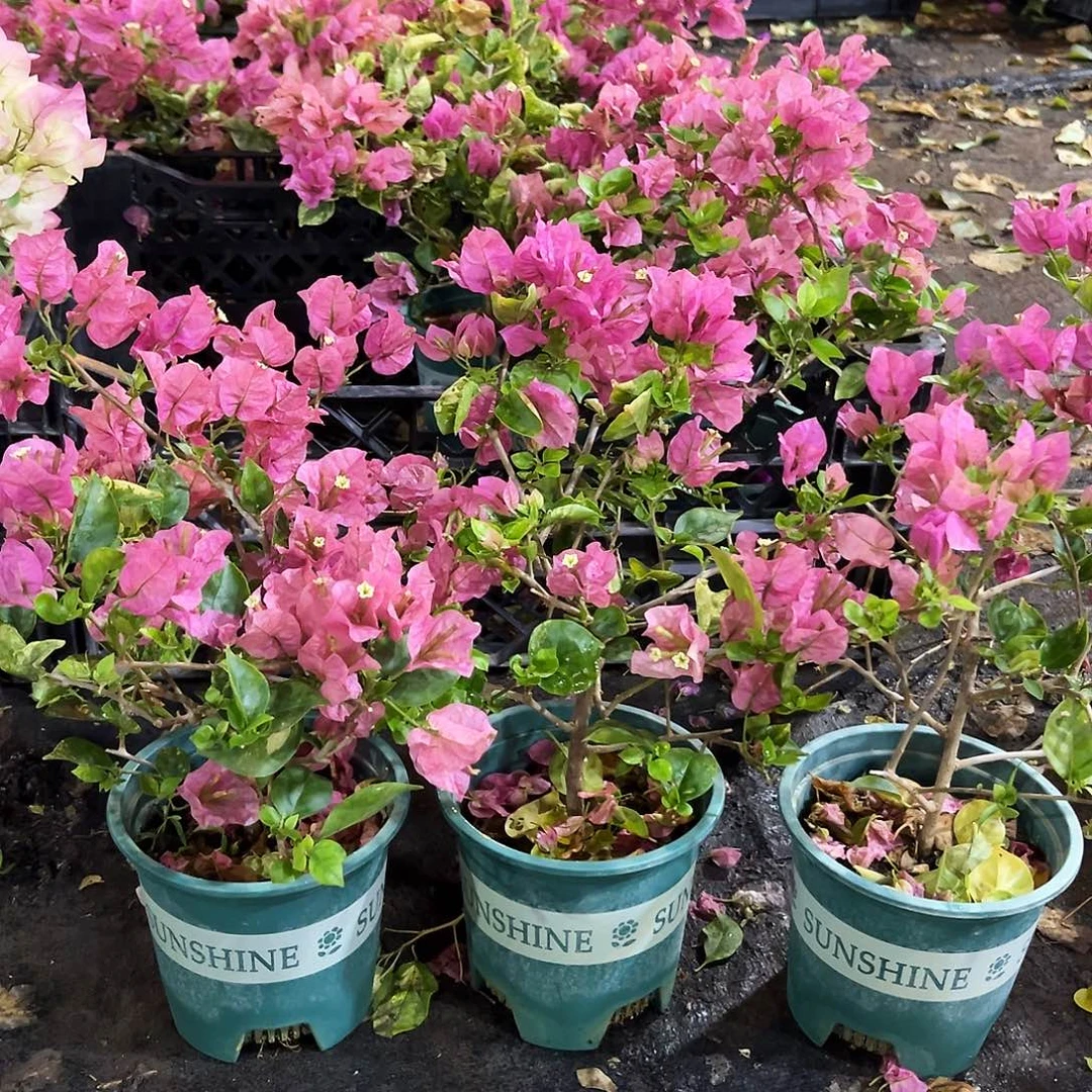 大部分花苞少量开放班叶米罗掌中宝一颗