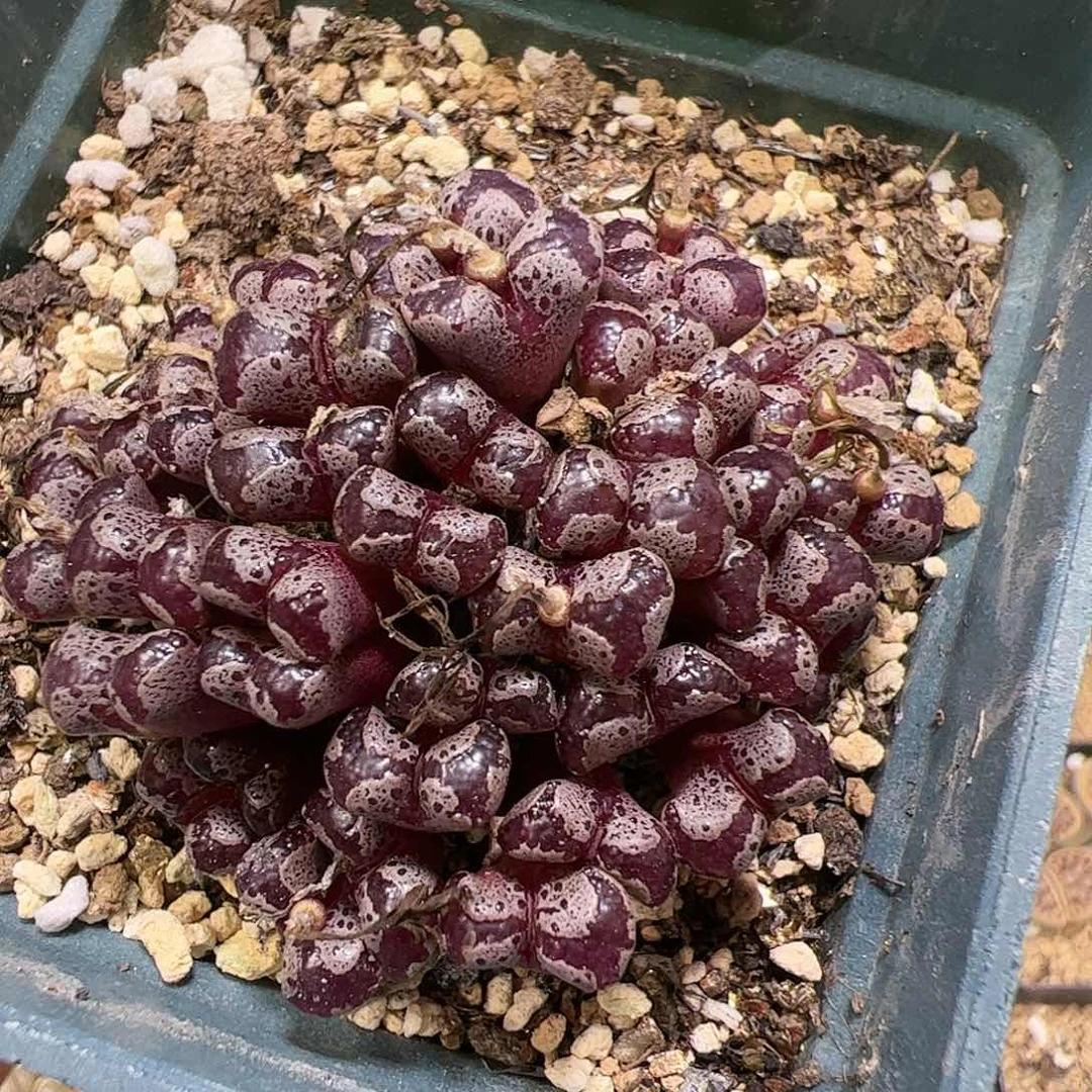 【闪购商品】172 蝴蝶