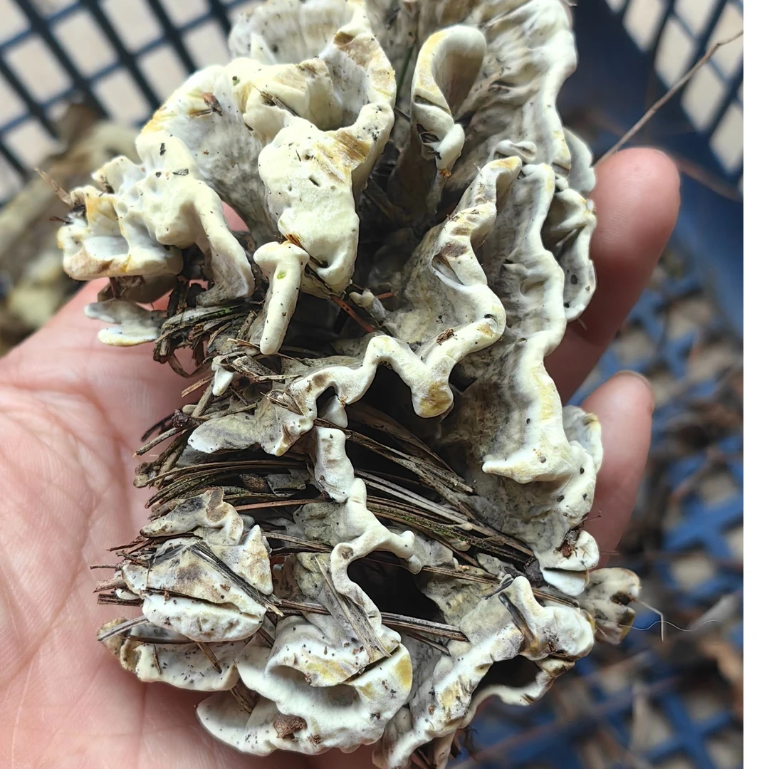 云南野生菌子新鲜现摘现发干巴菌蘑菇 顺丰包邮特快