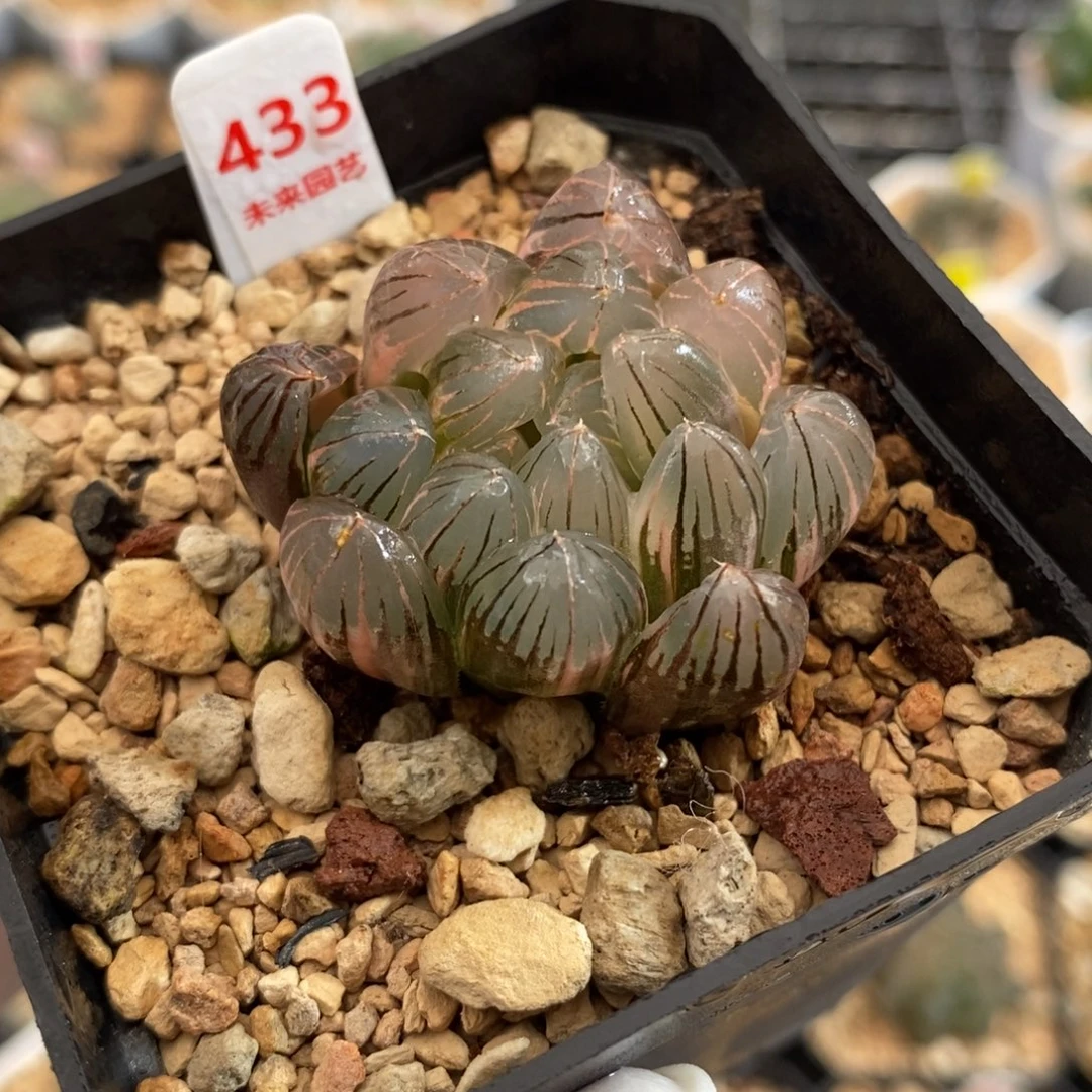 433霓虹灯玉露锦一物一图