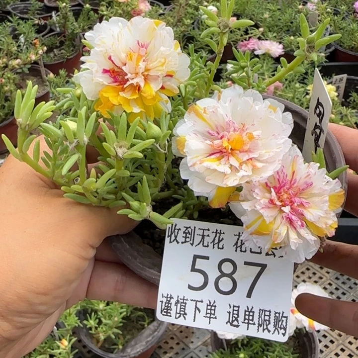 无花朵587超小苗盆口10cm