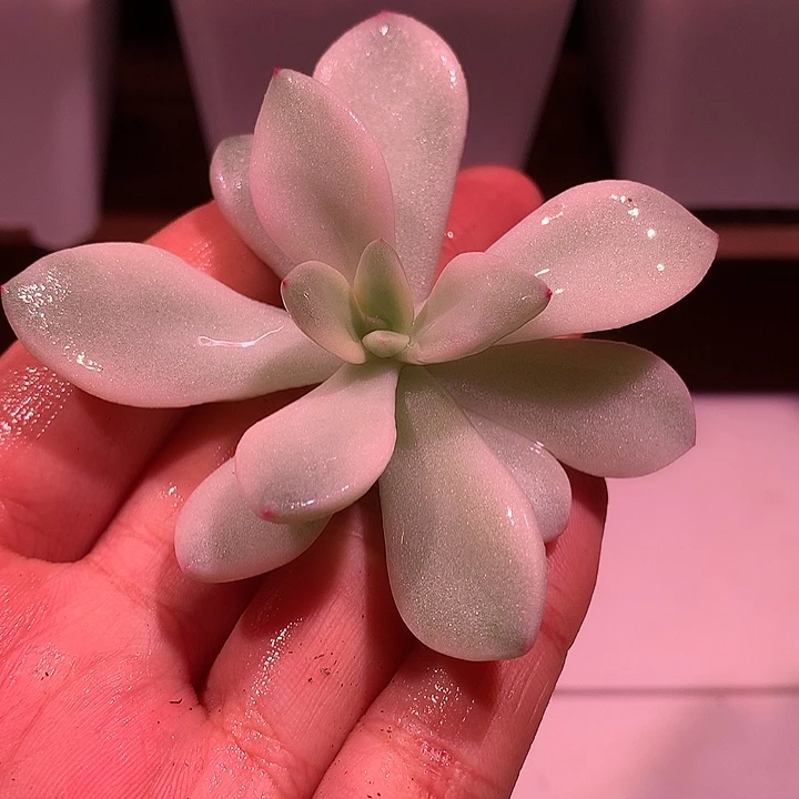 桃幺幺锦锦锦锦锦锦