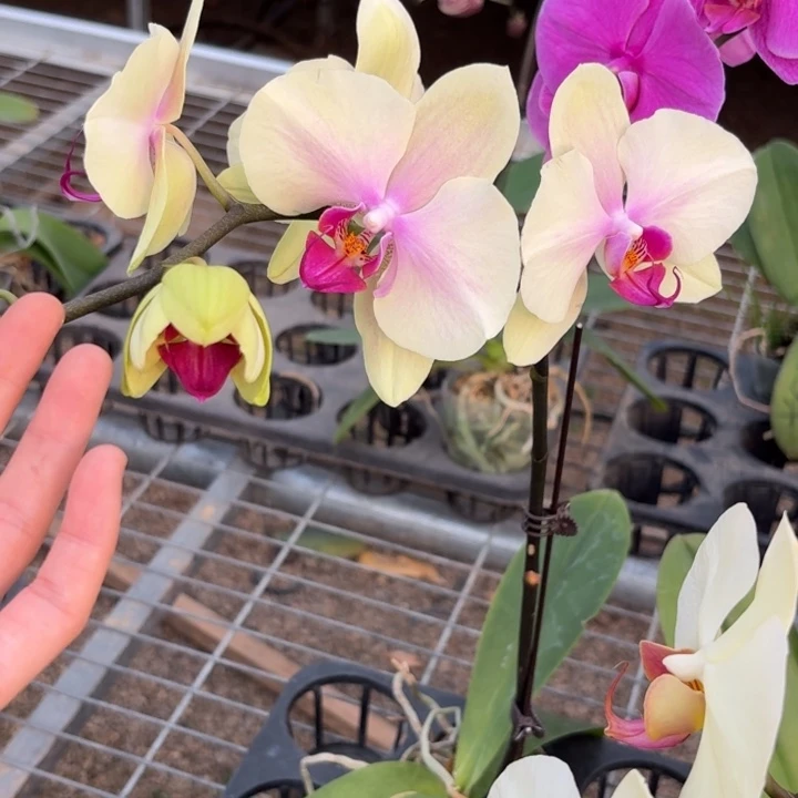 圈***子完全开放0841蝴蝶兰一物一拍