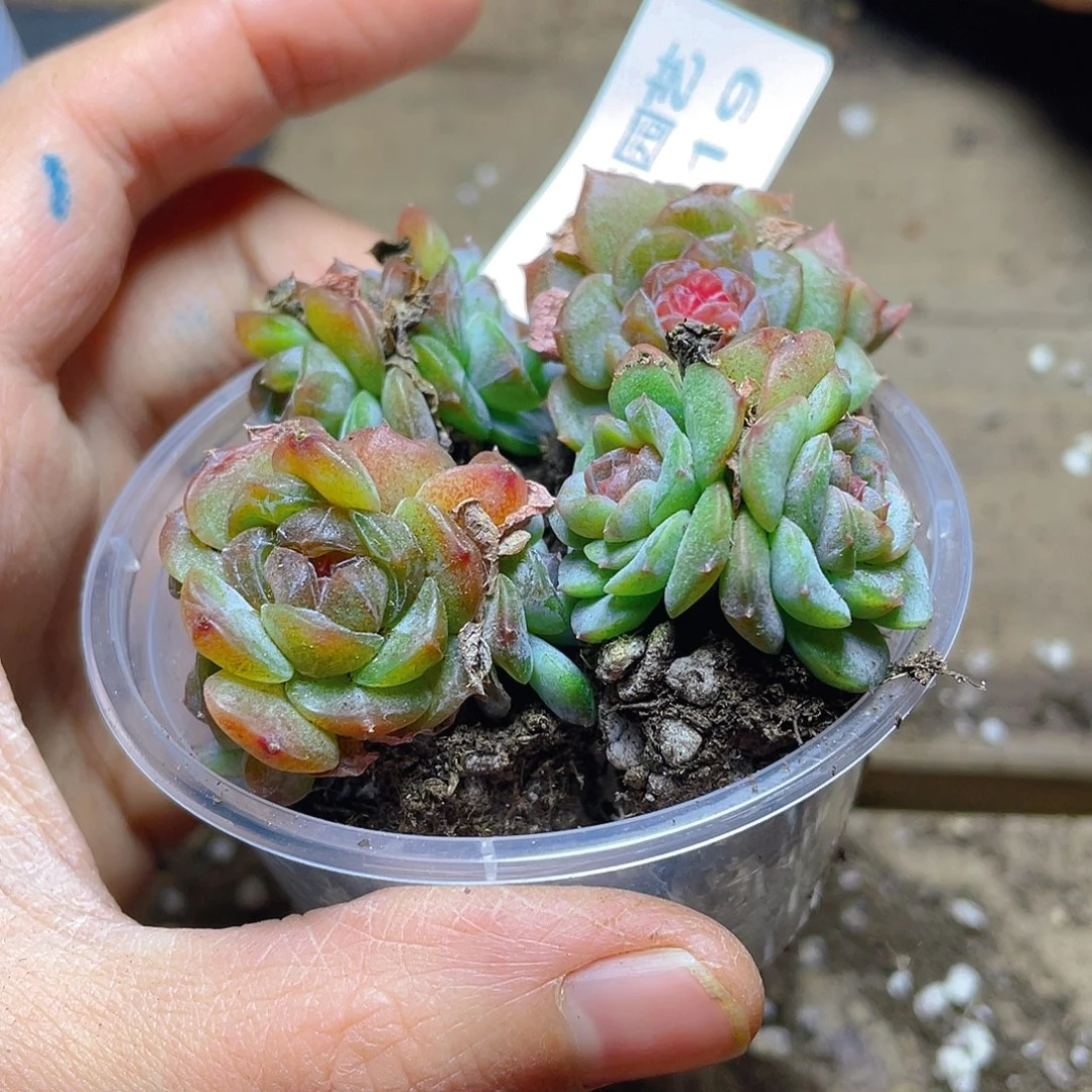 多肉植物多肉植物219