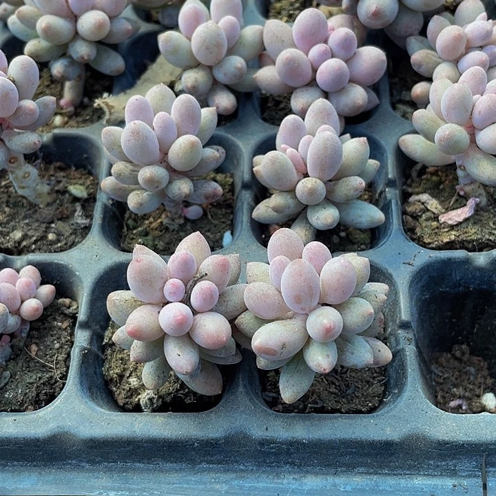 小婴儿手指1元带土发