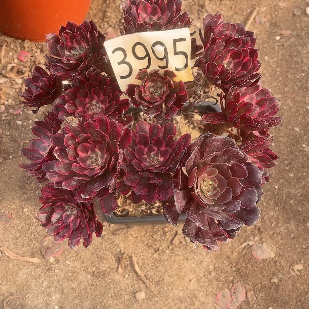 3995红金刚多肉植物