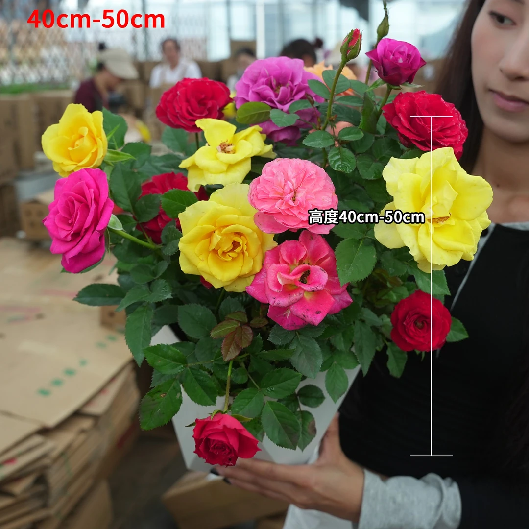 混色月季花四季开花原盆原土带花苞发货