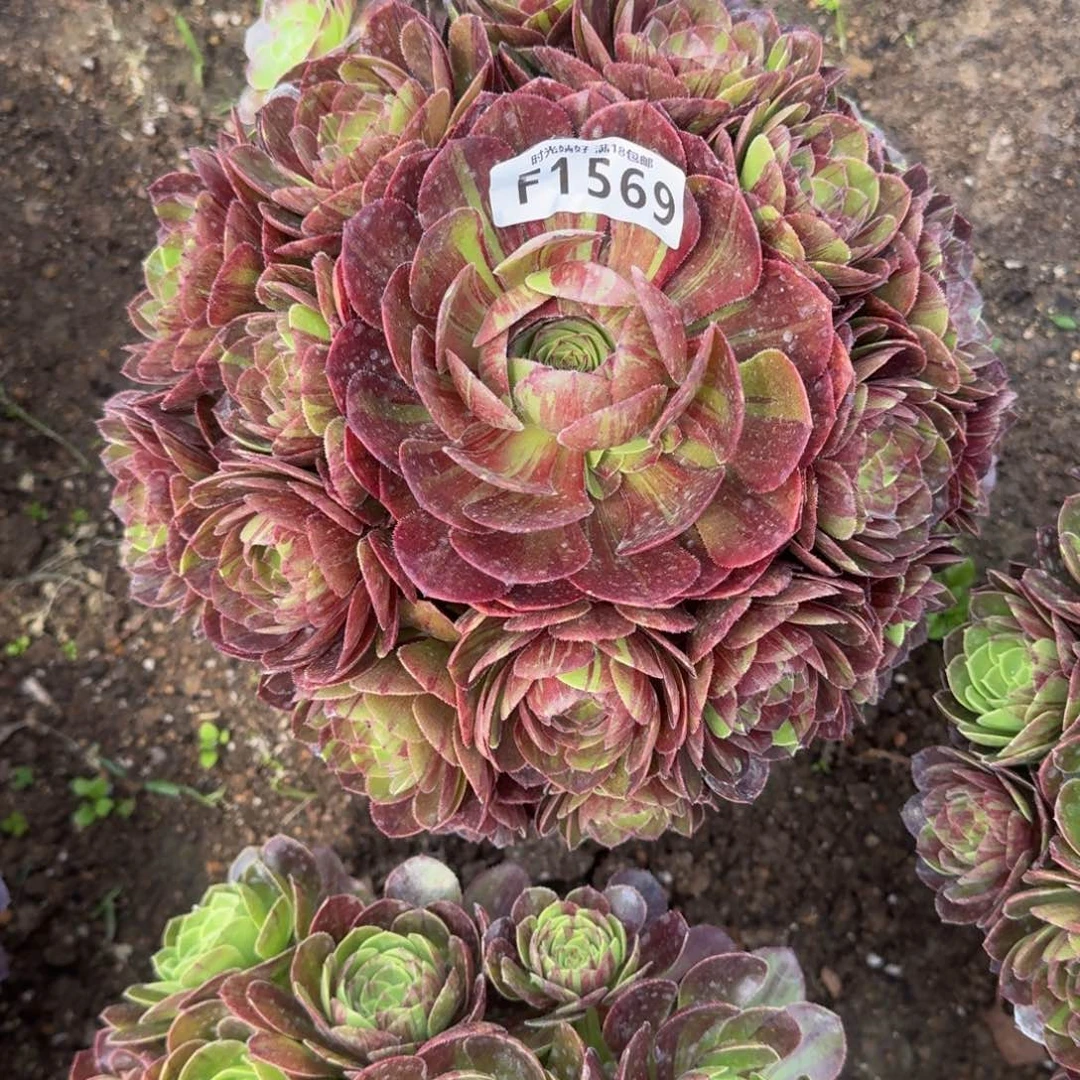 1569花月夜多肉植物