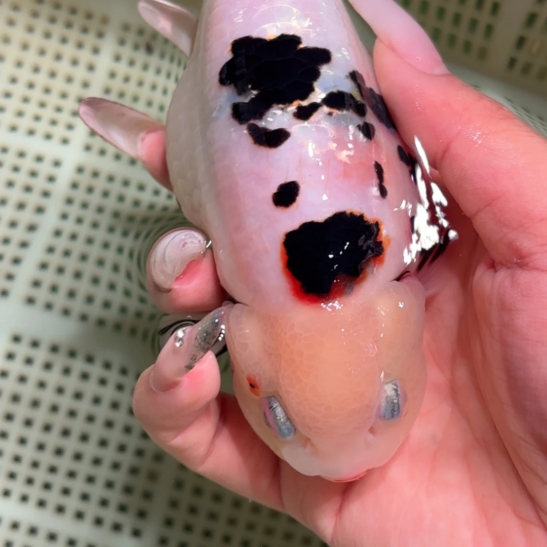 爱***^金鱼拍包装包邮，不拍包装运费到付