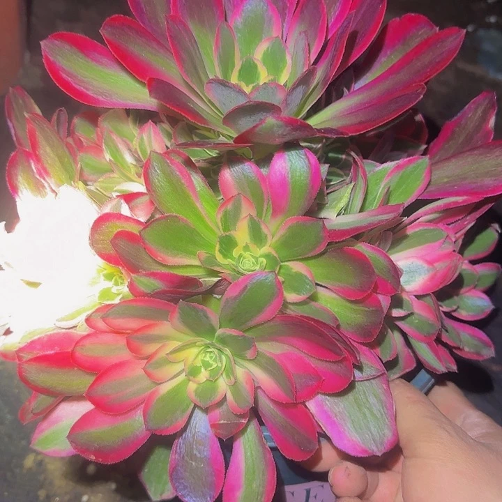 新品妖月精品捧花亏本福利