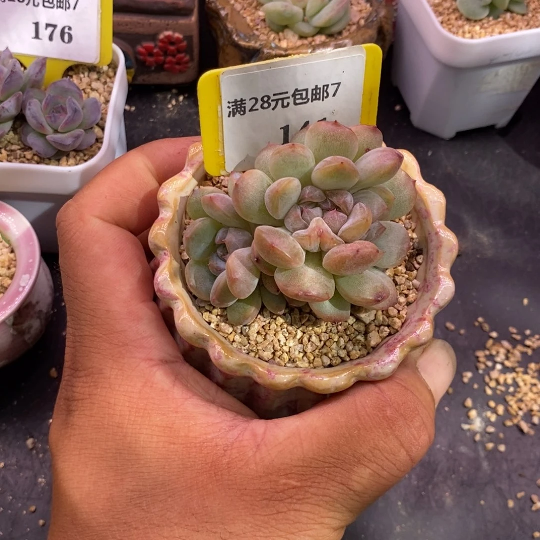 7141红恋缀化个…………