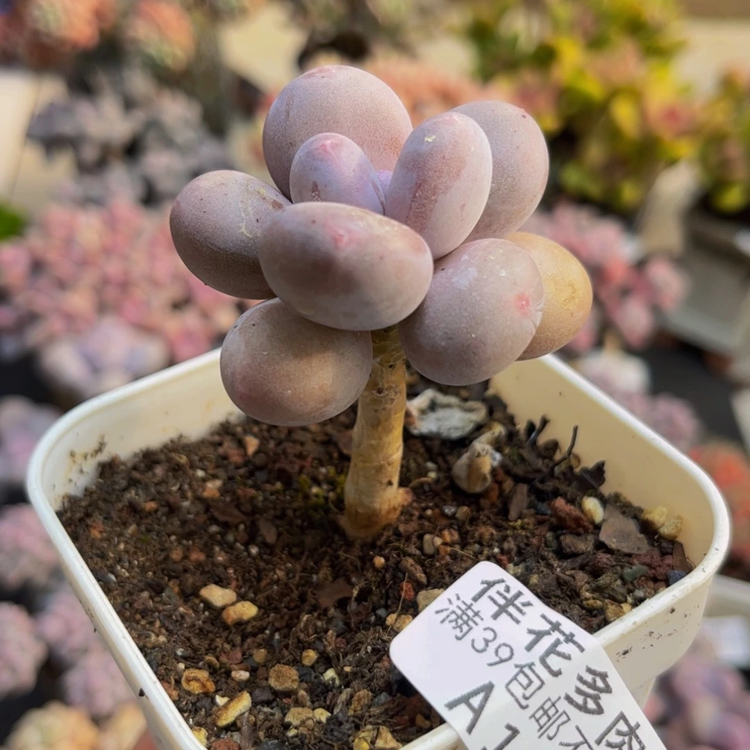 119蛋黄奶5cm多肉植物