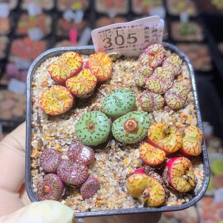 精品生石花211.305