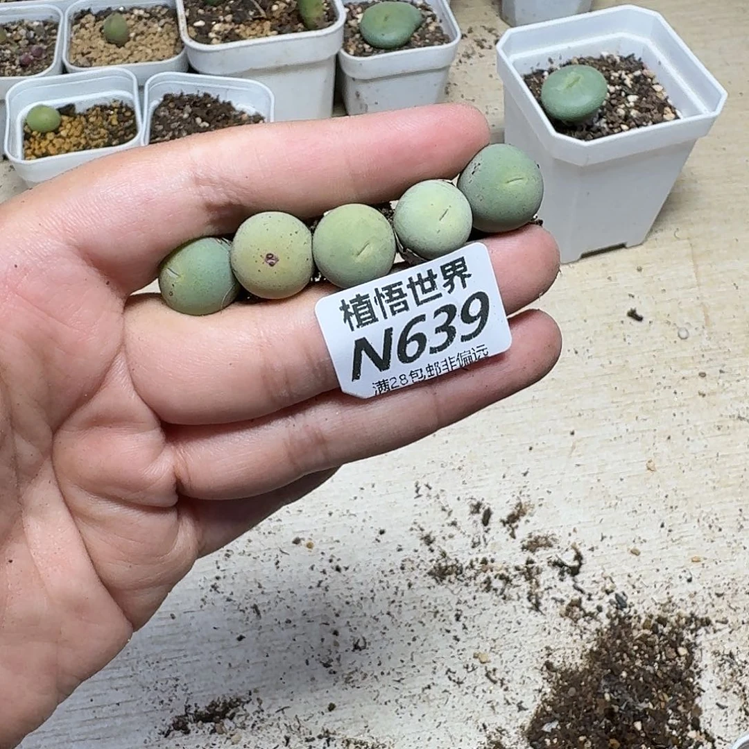 小****多肉植物多肉植物fg