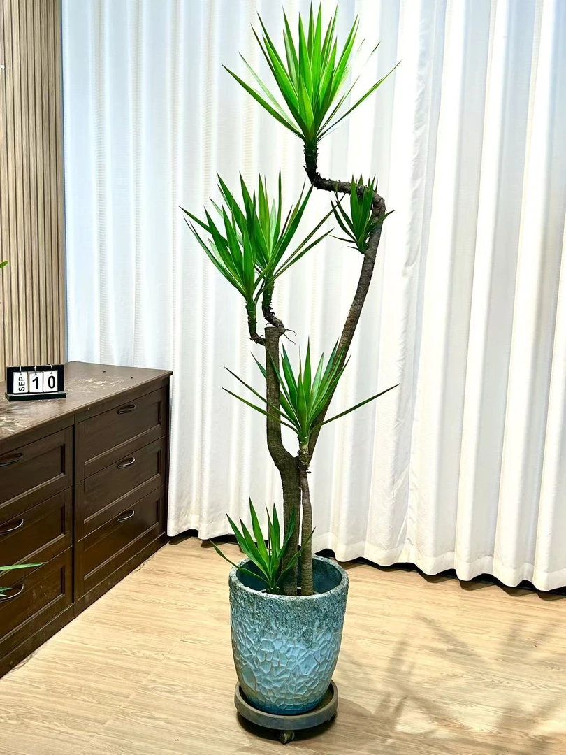 荷兰铁高档植物丝兰盆栽庭院花园阳台耐旱耐热沙生植物造景