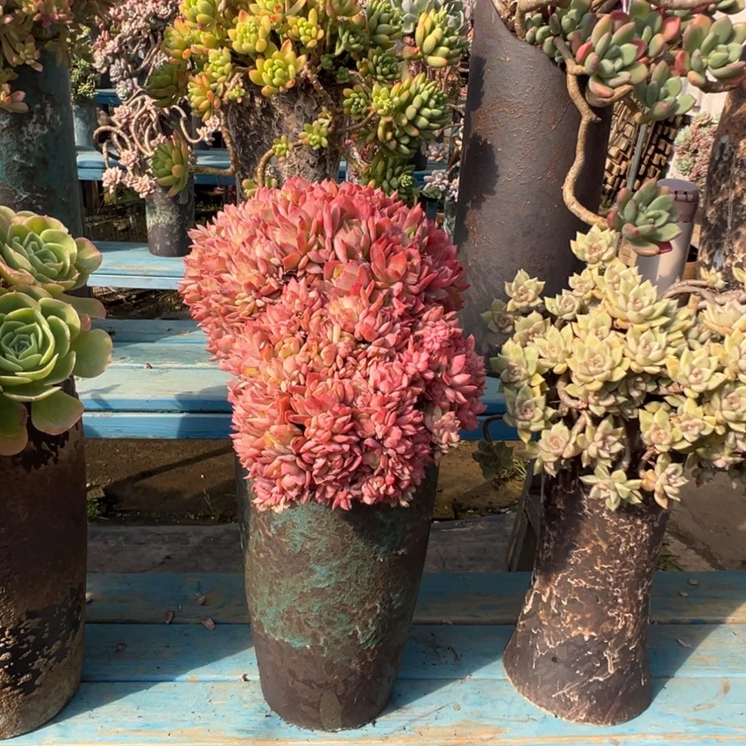 精品绮罗带缀 裸肉