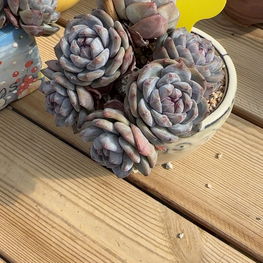 突尼斯星影发货多肉有砍