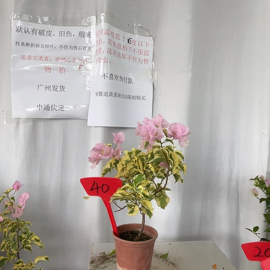 当前无花栽培后可以开花40中国丽人