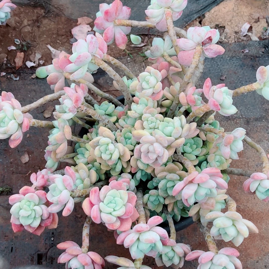 露凝香大群，一物一拍