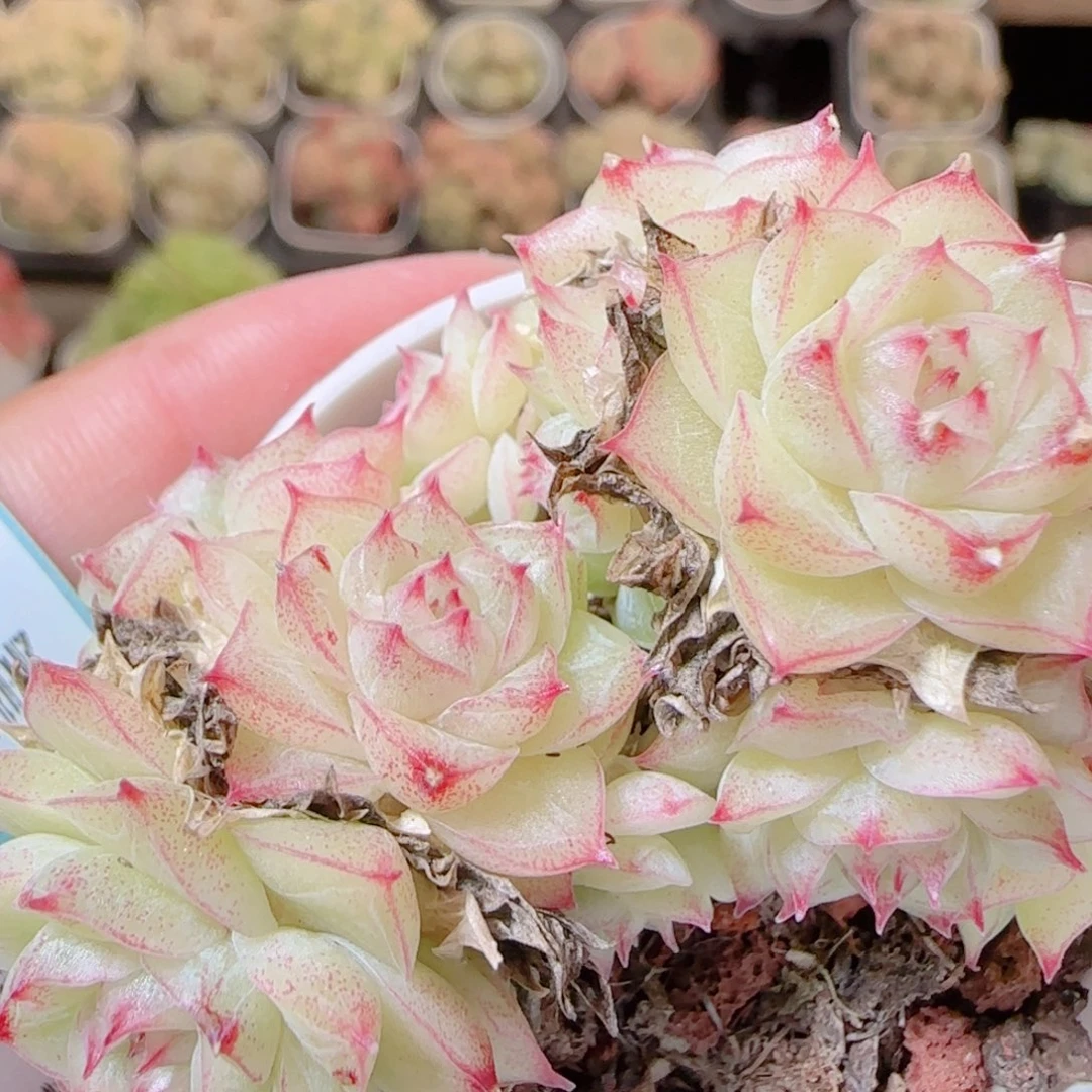 花语逸镜1117-325散