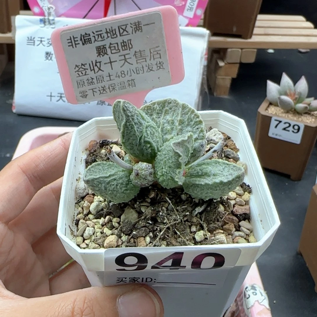 940酒红猪肝多肉