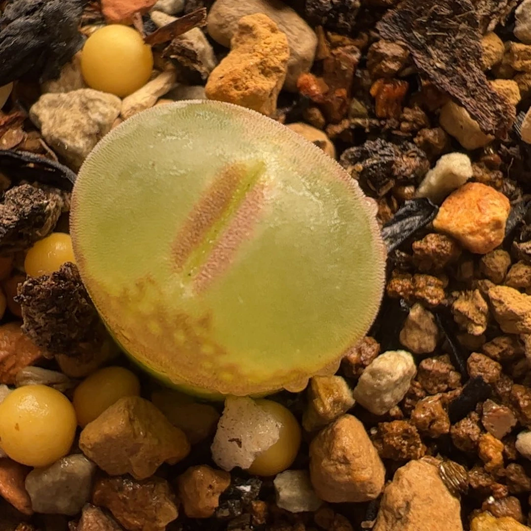 粉红女郎多肉植物百科