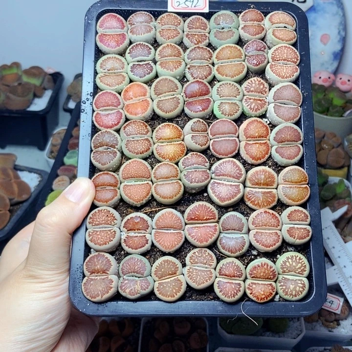 轩*樱桃爱妃们的美肉