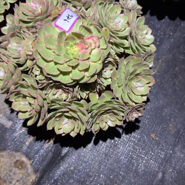 ****陈莲花座多肉植物56